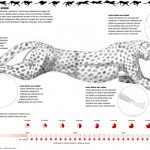 Cheetah Illustration by Bryan Christie Design for National Geographic