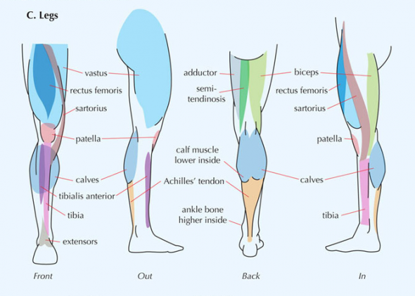 Human Anatomy for Technical Illustrators