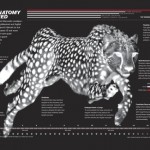 Cheetah Illustration by Bryan Christie Design for National Geographic