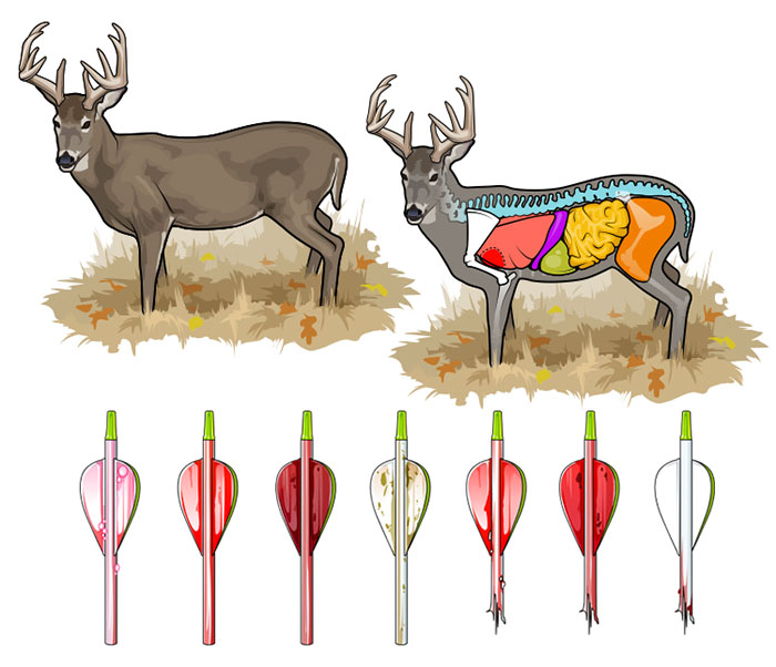 Whitetail Deer Anatomy Chart